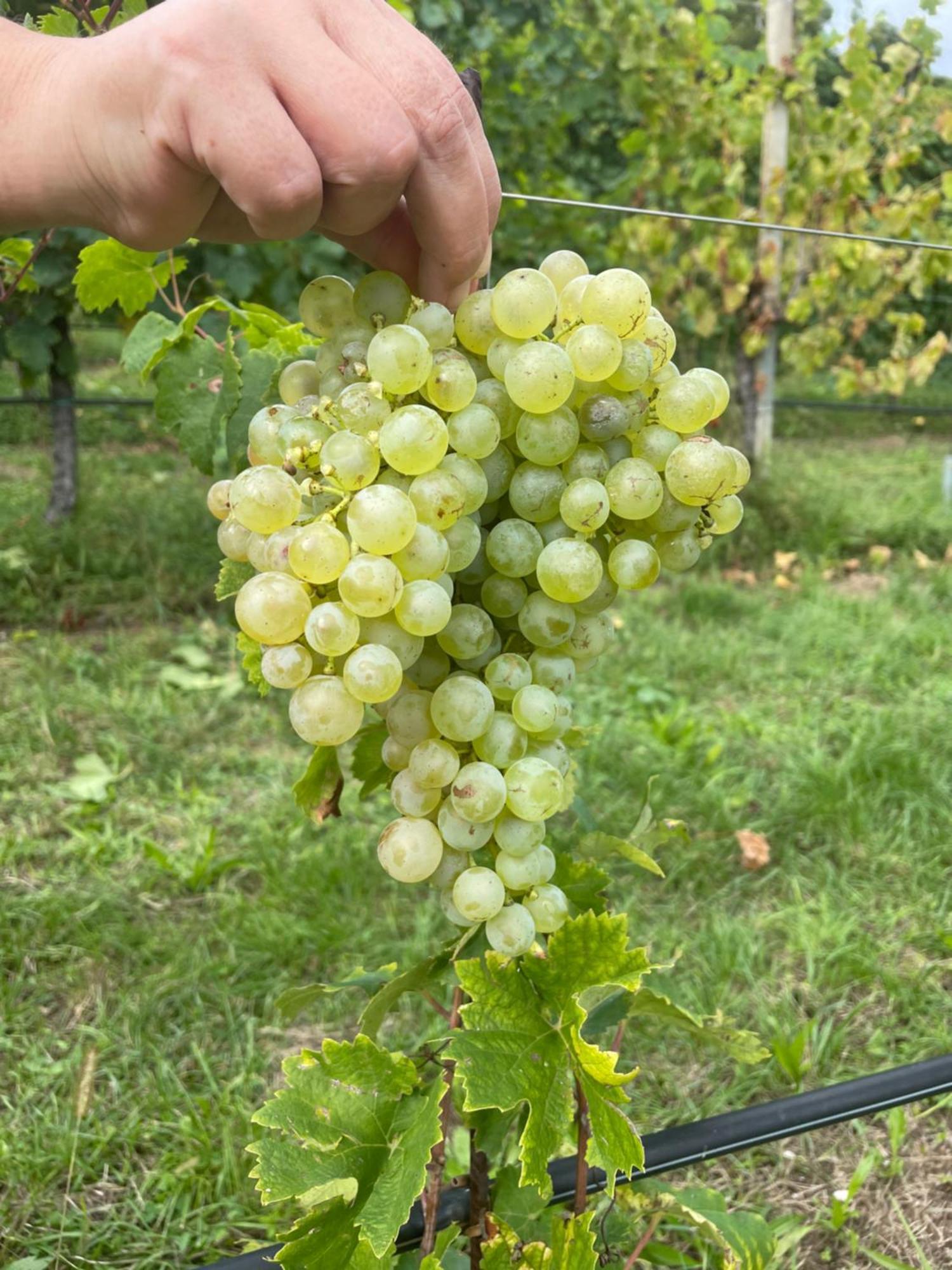 Agriturismo Le Noci Tarzo Exteriör bild